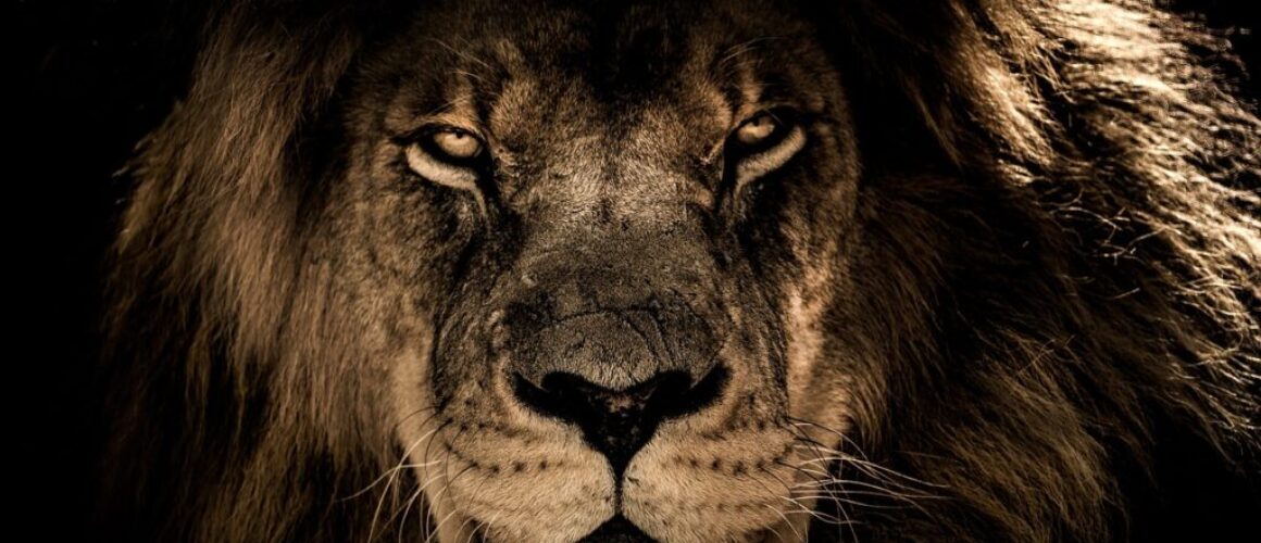 african lion wild cat feline mane 2888519