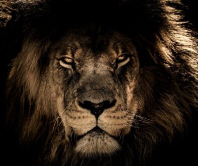 african lion wild cat feline mane 2888519